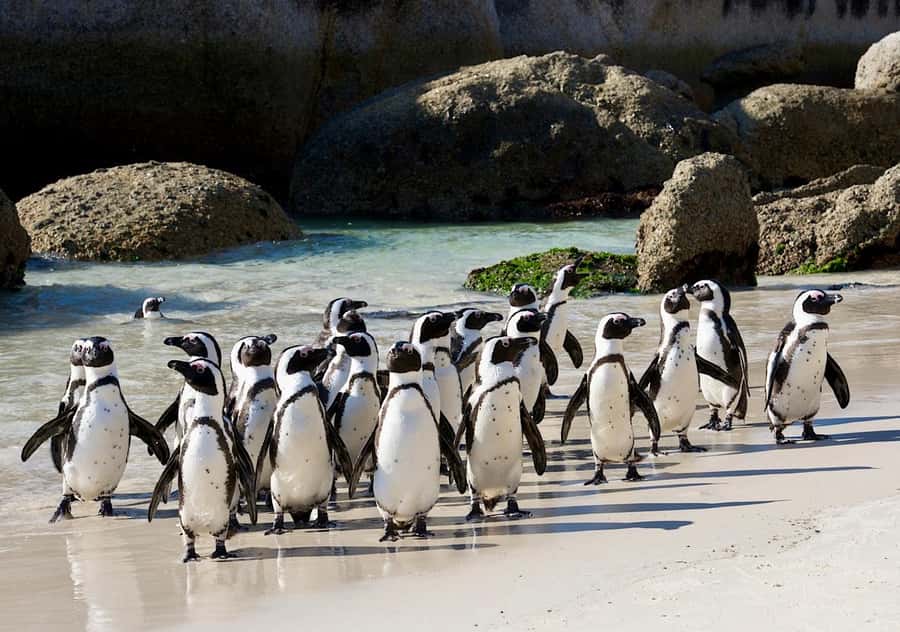 Cape Town Private Tour to Cape Of Good Hope and the Penguins - Noordhoek adds a short coffee break