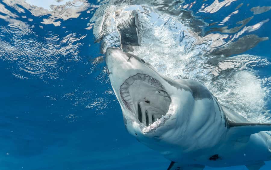 Cape Town: Private Tour with Customizable Itinerary - One private day, many possible Cape Towns