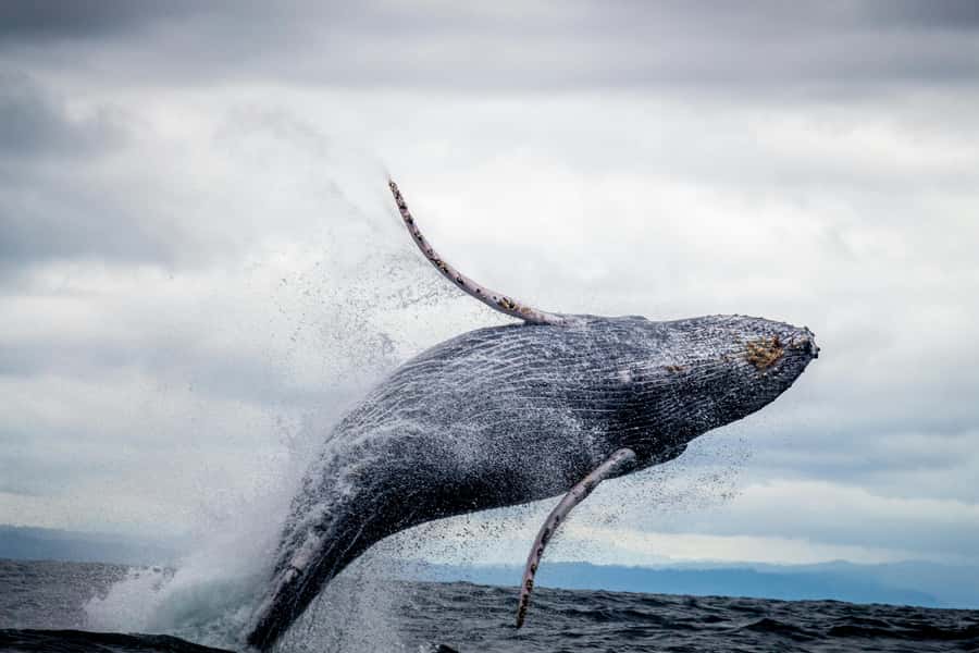 Cape Town: Private Tour with Customizable Itinerary - Cape Point and the Cape of Good Hope need real time