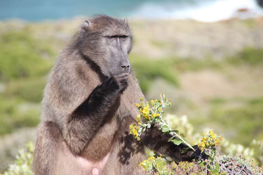 Cape Town's Best: Cape Point & Boulders Beach Group Tour - Key points to know before booking
