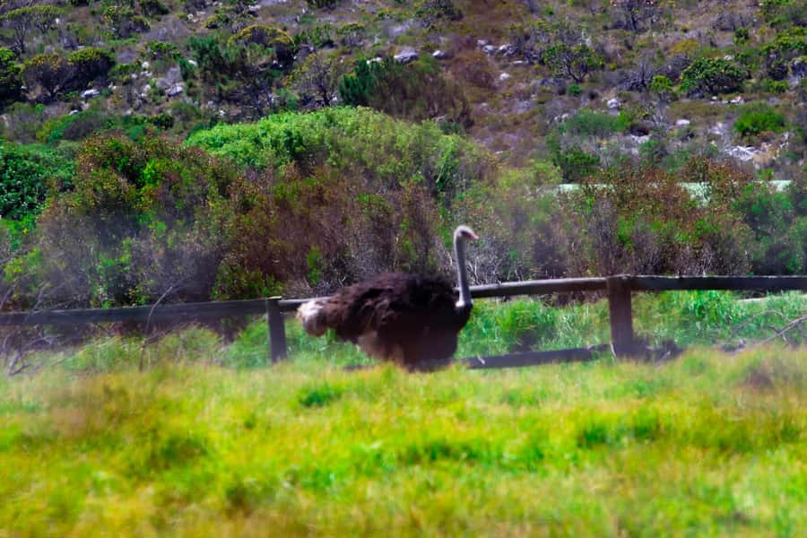 Cape Town's Best: Cape Point & Boulders Beach Group Tour - Hout Bay and the optional seal boat