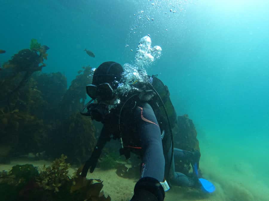 Cape Town: Scuba Diving Experience for Beginners - How the underwater session works