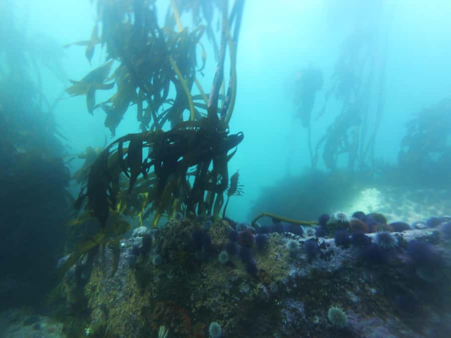 Cape Town: Scuba Diving Experience for Beginners - The role of Kobus and the PADI instruction