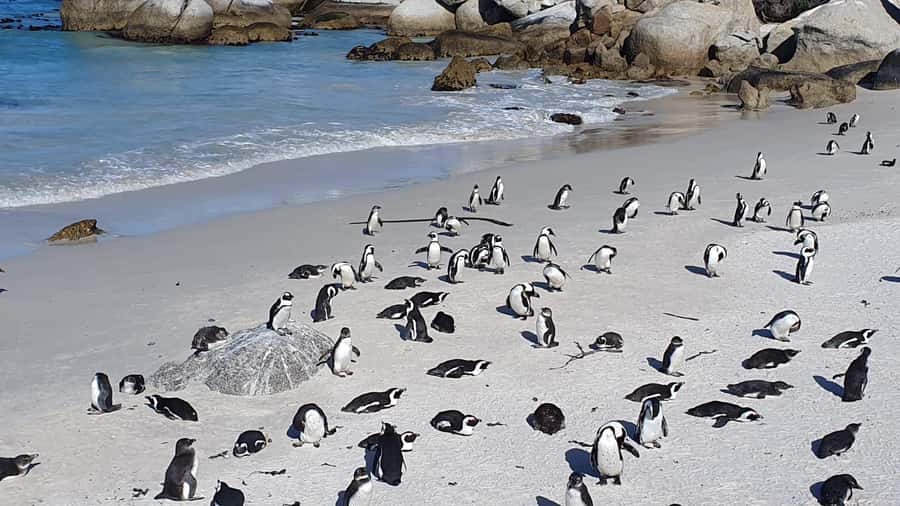 Cape Town: Seal Island, Cape of Good Hope& Penguins Private - One long day around the Cape Peninsula