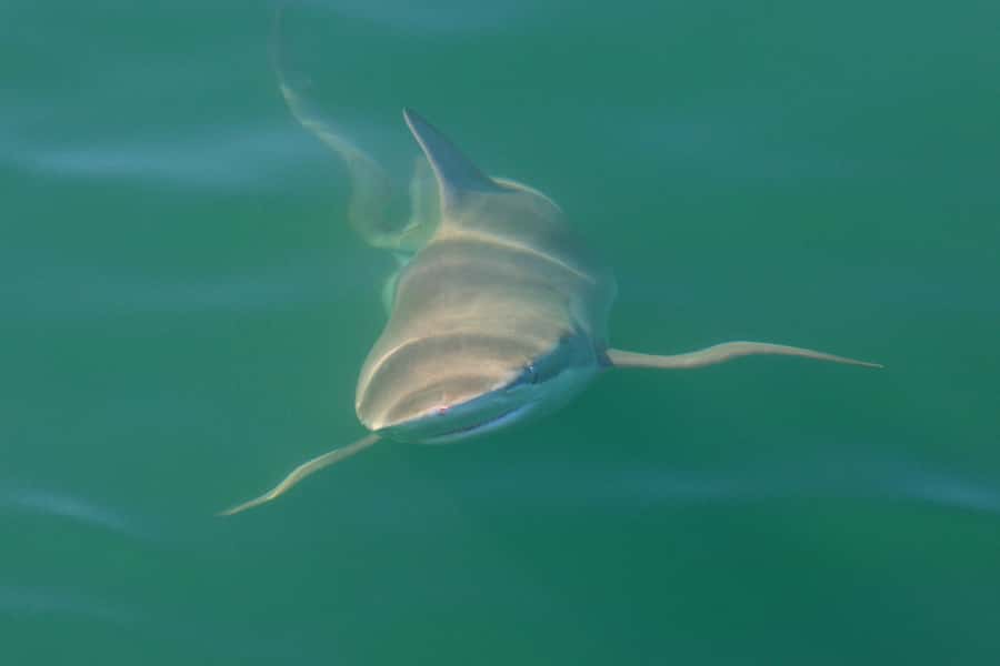 Cape Town: Shark Cage Dive - Key points before you book