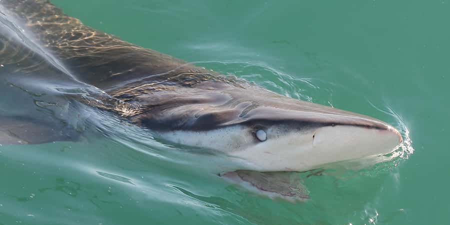 Cape Town: Shark Cage Dive - Meeting the sharks in False Bay
