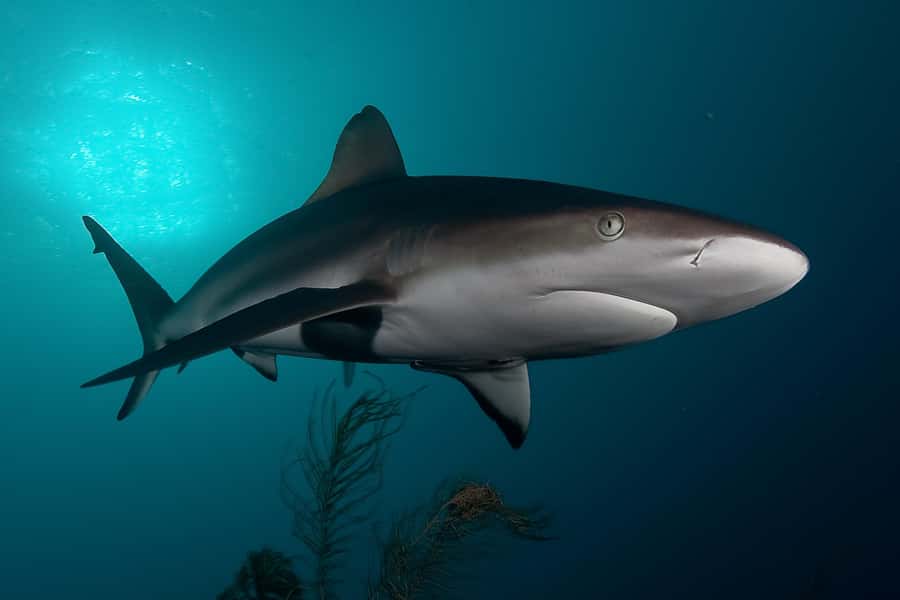 Cape Town: Shark Cage Dive - Seal Island and the wider sea safari