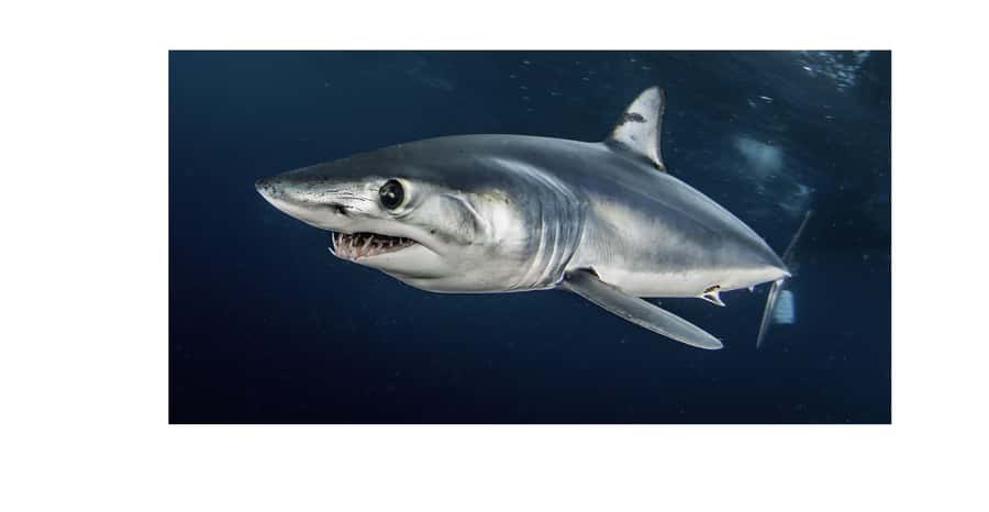 Cape Town: Shark Cage Dive - The weather issue is not a minor footnote