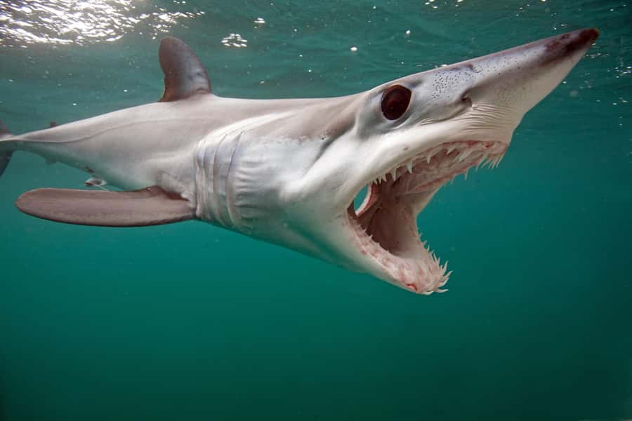 Cape Town: Shark Cage Dive - What I would bring and how I would plan it
