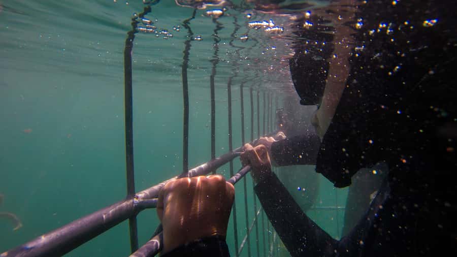 Cape Town: Shark Cage Dive - Why bronze whalers make a strong main event