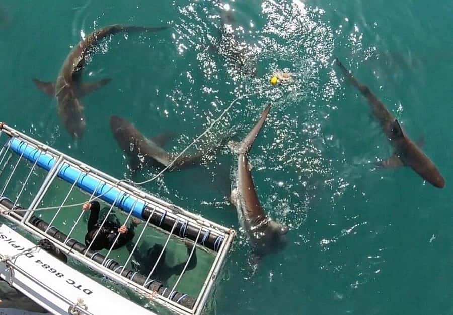 Cape Town: Shark Cage Diving Tour (with Breakfast & Lunch) - Key points to know before you book