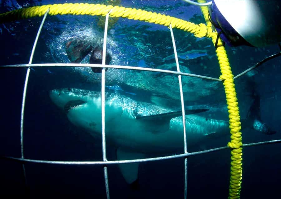 Cape Town: Shark Cage Diving Tour (with Breakfast & Lunch) - From Cape Town to Gansbaai before breakfast
