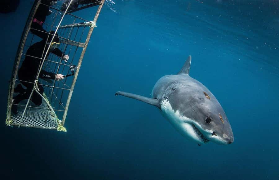 Cape Town: Shark Cage Diving Tour (with Breakfast & Lunch) - Getting ready for the cage