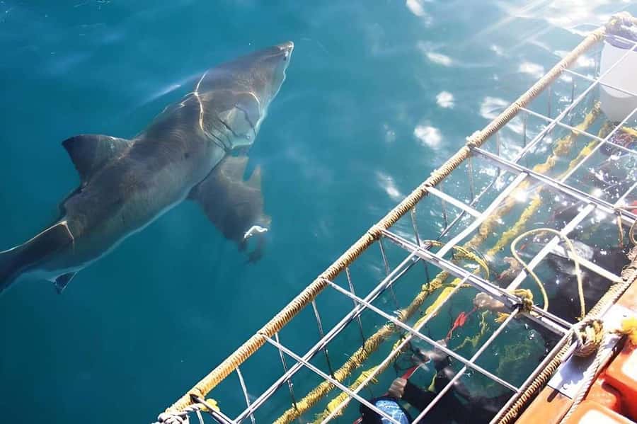 Cape Town: Shark Cage Diving Tour (with Breakfast & Lunch) - What the shark encounter feels like