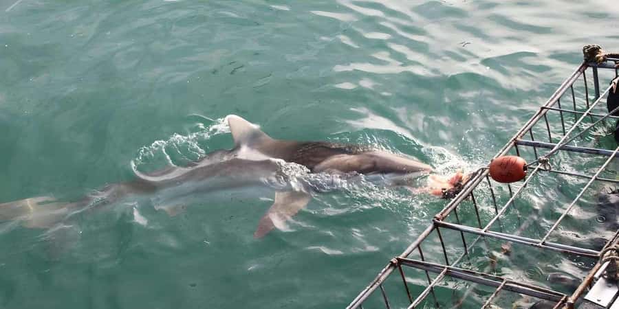 Cape Town: Shark Cage Diving Tour (with Breakfast & Lunch) - Lunch, homemade bread, and the day’s recording
