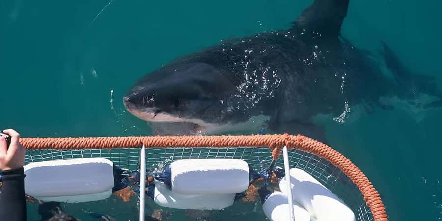 Cape Town: Shark Cage Diving Tour (with Breakfast & Lunch) - Is $278 a fair price?