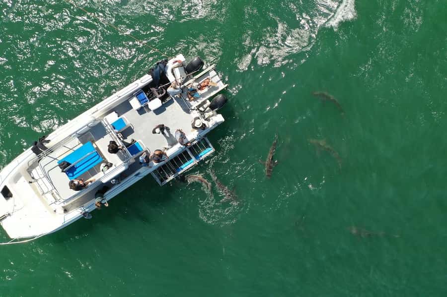 Cape Town: Shark Cage Diving Tour (with Breakfast & Lunch) - Who should book this outing?