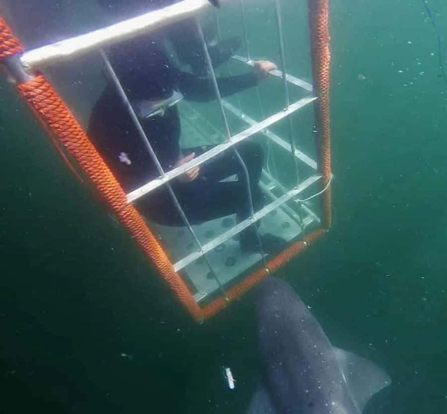 Cape Town: Shark Cage Diving with Snacks and Soft Drinks - Meeting the crew at 62 St George’s St