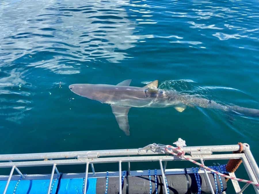 Cape Town: Shark Cage Diving with Snacks and Soft Drinks - Learning about bronze whaler sharks