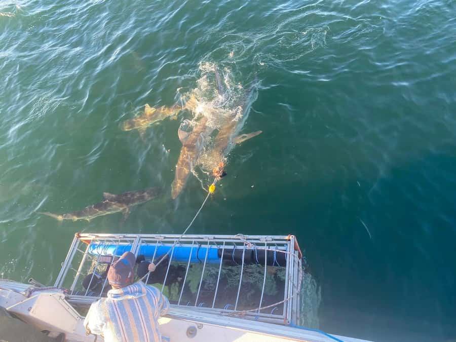 Cape Town: Shark Cage Diving with Snacks and Soft Drinks - What the shark viewing is really like