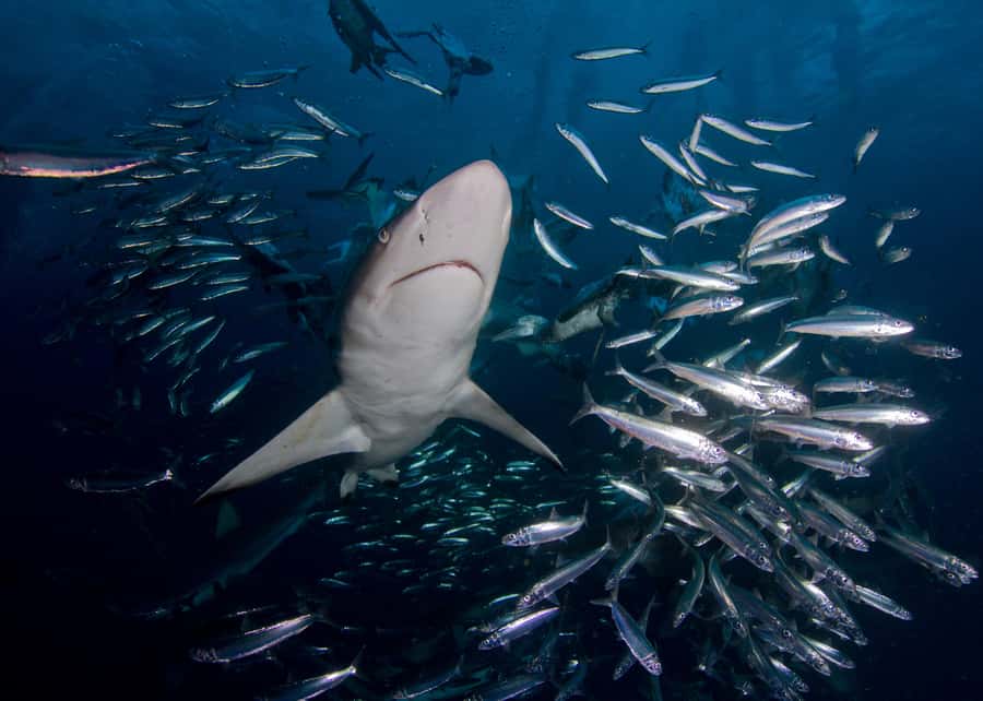 Cape Town: Shark Cage Diving with Snacks and Soft Drinks - Snacks, drinks, and getting warm again