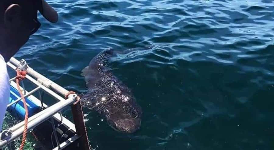 Cape Town: Shark Cage Diving with Snacks and Soft Drinks - Who should book this Cape Town outing?