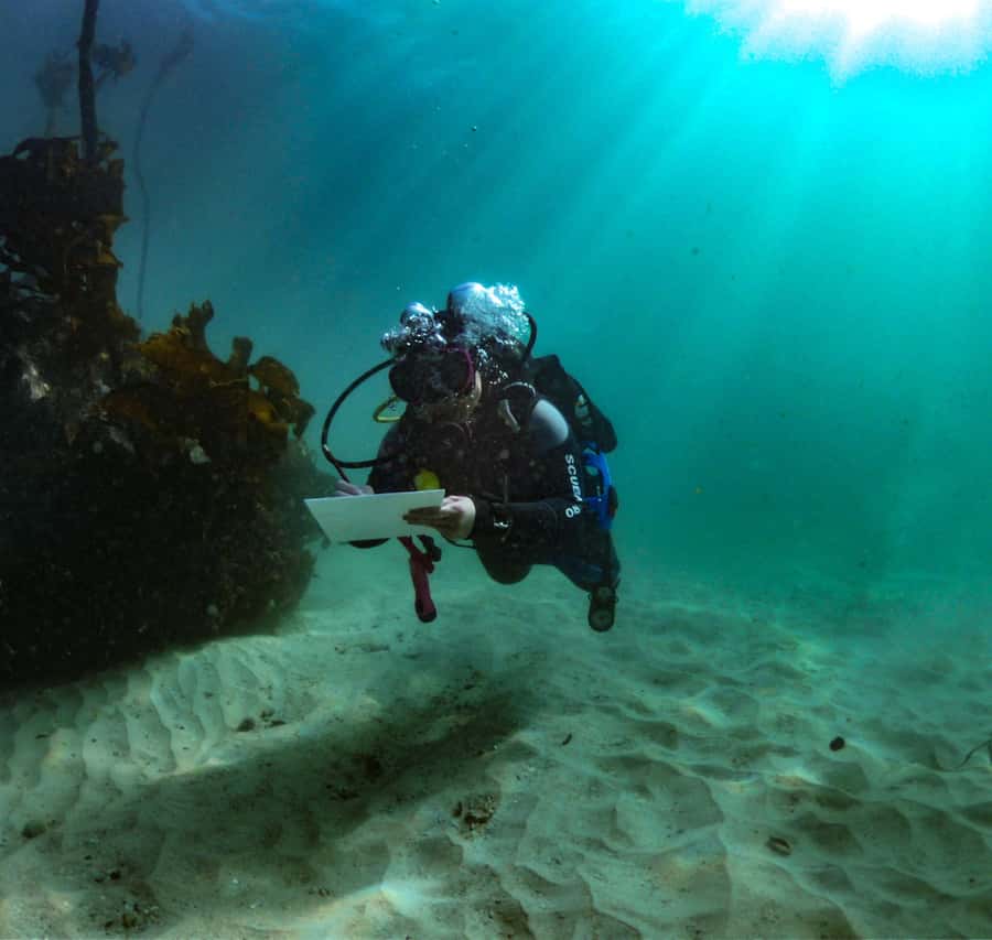 Cape Town: Shark Science SCUBA Diving Experience - A science outing, not a standard wildlife cruise