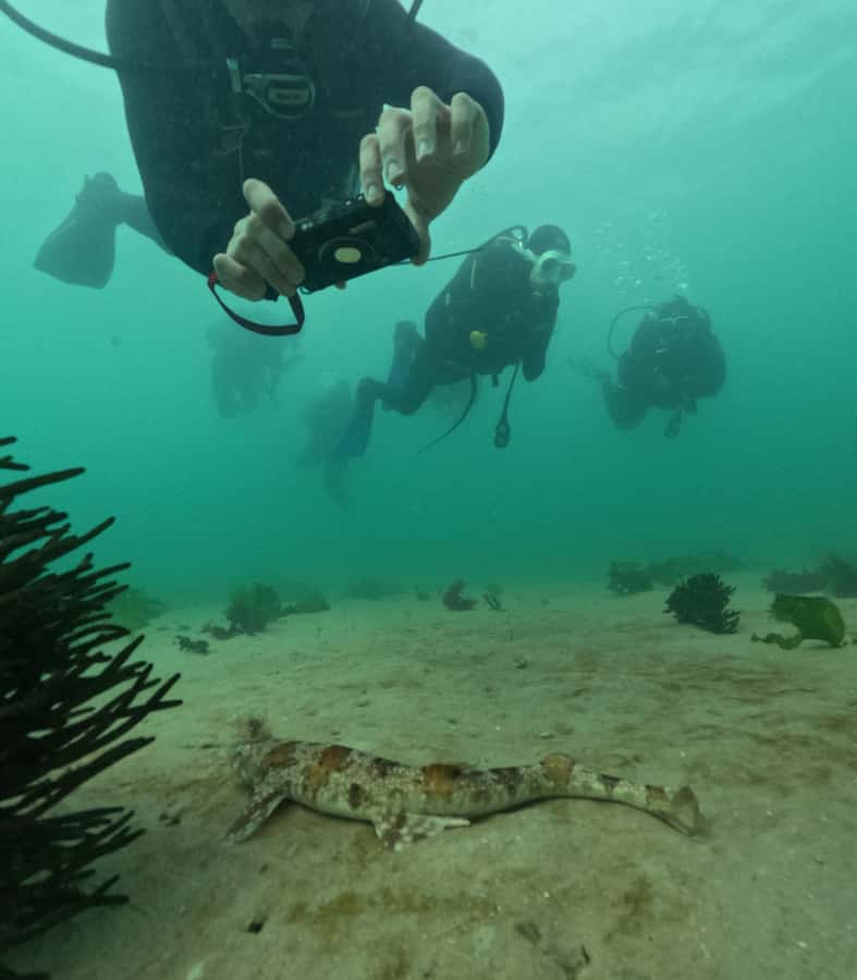 Cape Town: Shark Science SCUBA Diving Experience - Entering the Simon’s Town kelp forest