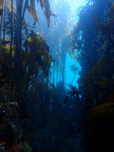 Shark Science SCUBA Diving Experience