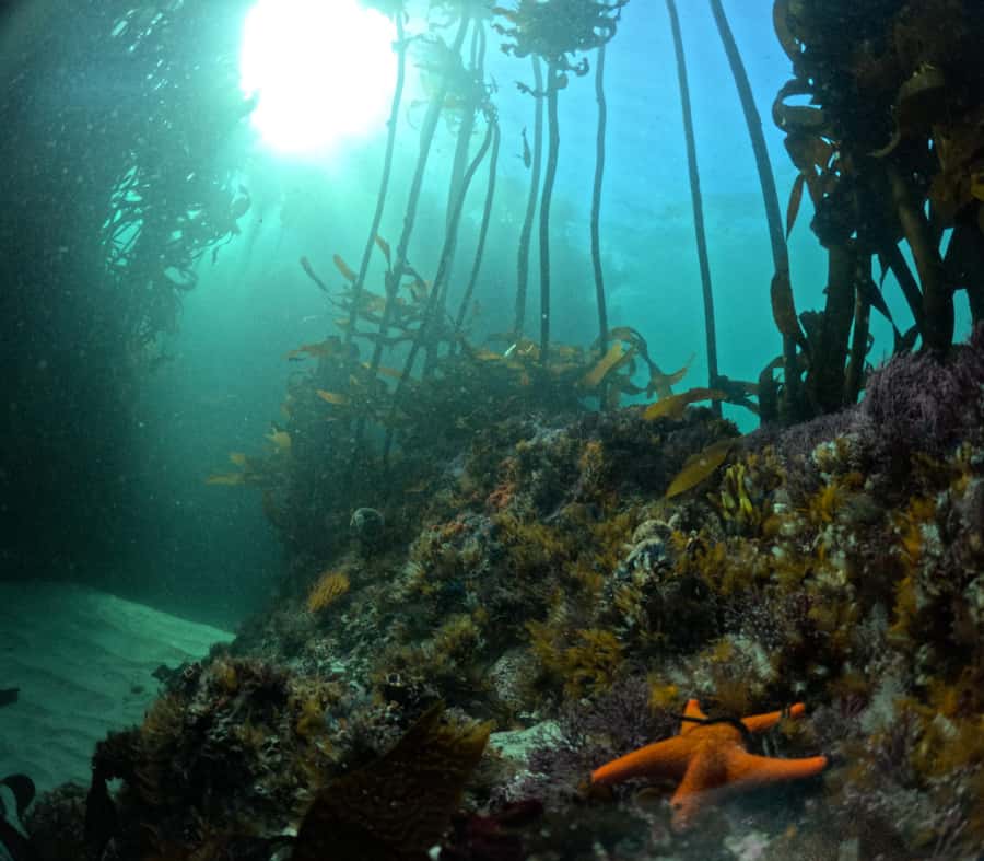 Cape Town: Shark Science SCUBA Diving Experience - How your observations become conservation data