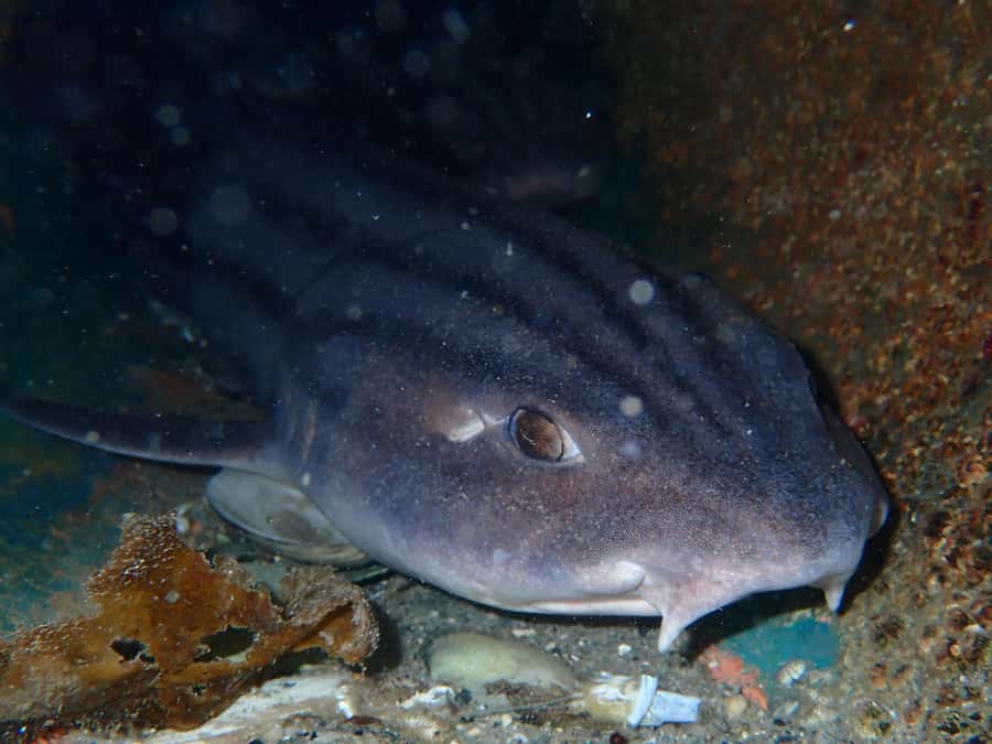 Cape Town: Shark Science SCUBA Diving Experience - What the group size means underwater