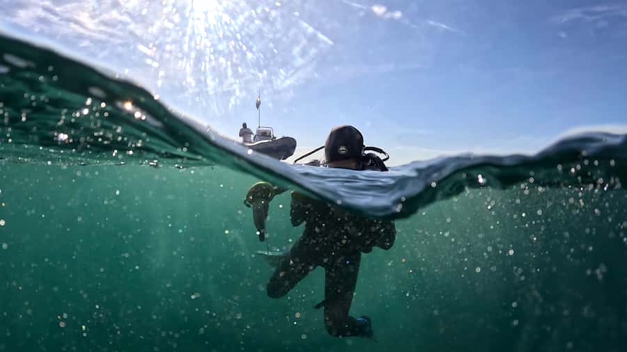 Cape Town: Shark Science SCUBA Diving Experience - Practical value at $178 per person
