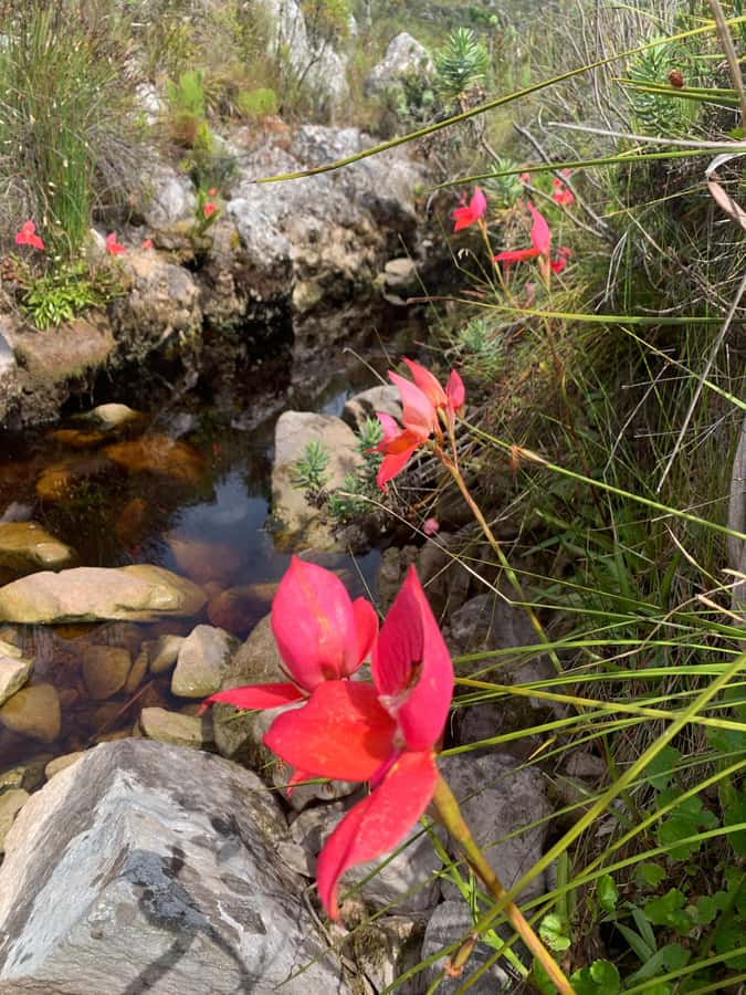 Cape Town: Skeleton Gorge Hike to Table Mountain Summit - Starting at Kirstenbosch’s Rycroft Gate
