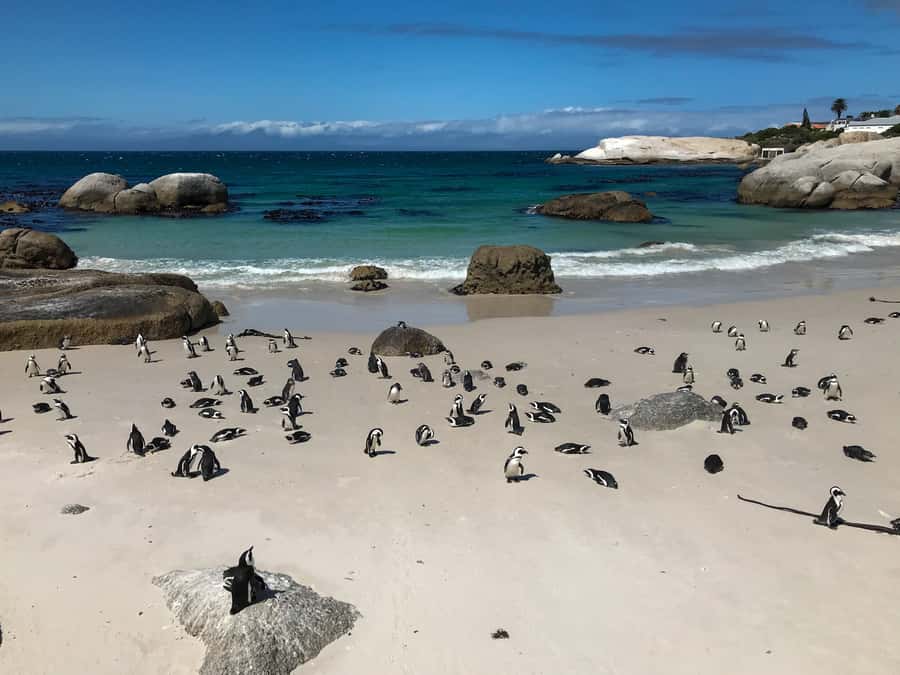 Cape Town: Some Attractions of the Cape (private & exclusiv) - Timing, pickup, and practical limits