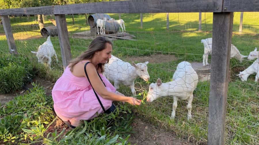 Cape Town: Stellenbosch, Franschhoek and Paarl Wine Day Trip - Transport, comfort, and practical timing