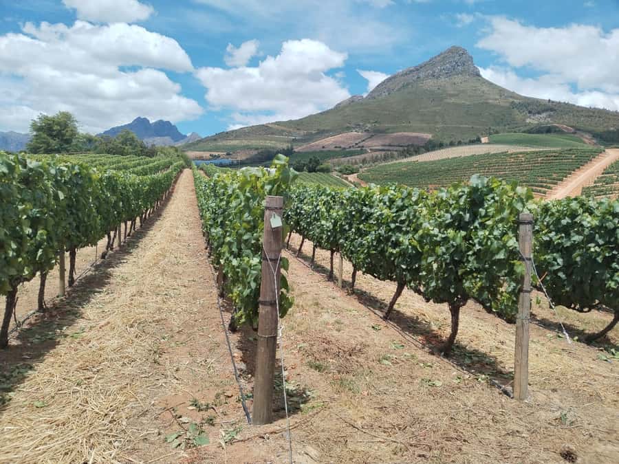 Cape Town: Stellenbosch, Franschhoek, Wine Tasting and Tram - Zevenwacht begins with cheese and cellar time