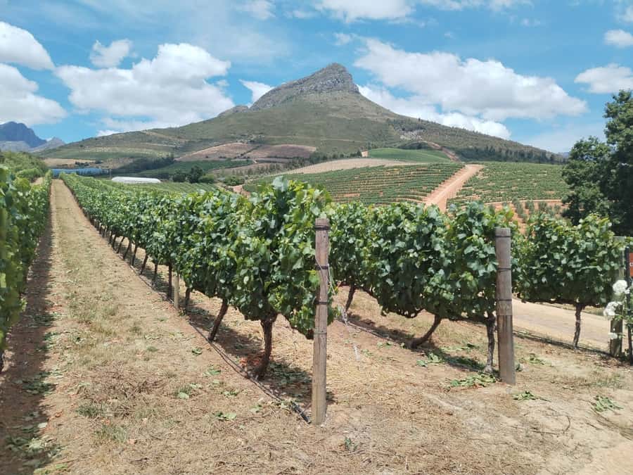 Cape Town: Stellenbosch, Franschhoek, Wine Tasting and Tram - The road out through Langa