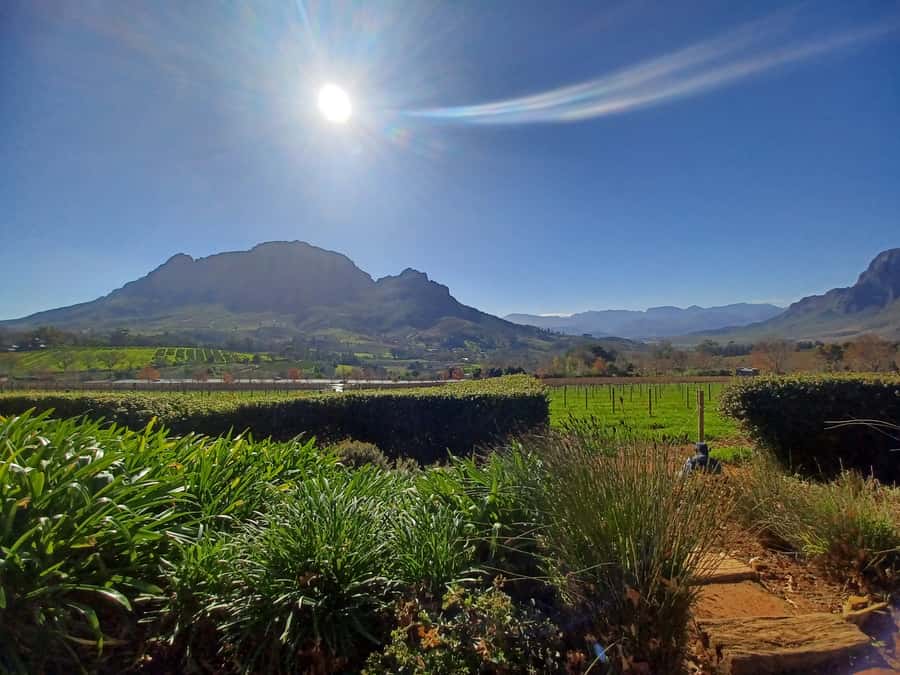 Cape Town: Stellenbosch Wine Half-Day Tour - Marianne pairs wine with biltong