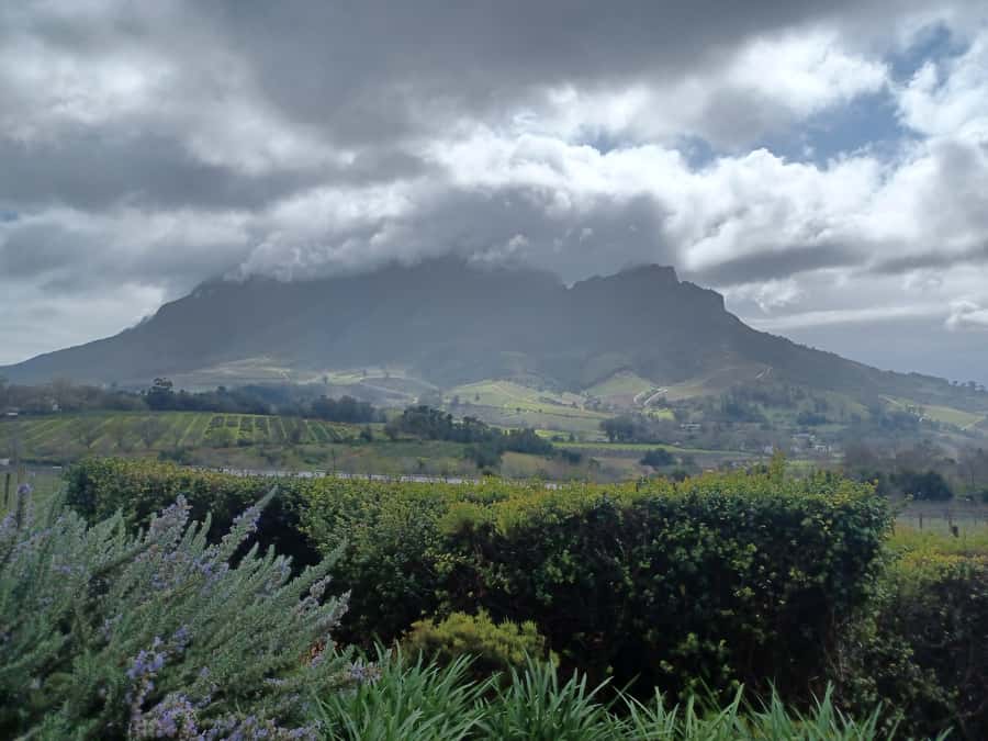 Cape Town: Stellenbosch Wine Half-Day Tour - What the $52 price really covers