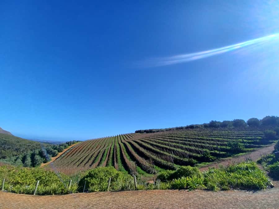 Cape Town: Stellenbosch Wine Half-Day Tour - Stellenbosch, old streets and Cape Dutch style