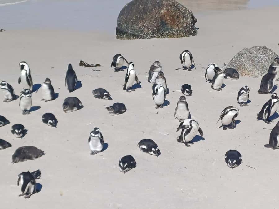 Cape Town: Sunset Penguins & Cape of Good Hope Half-Day Tour - Meeting African penguins at Boulders Beach