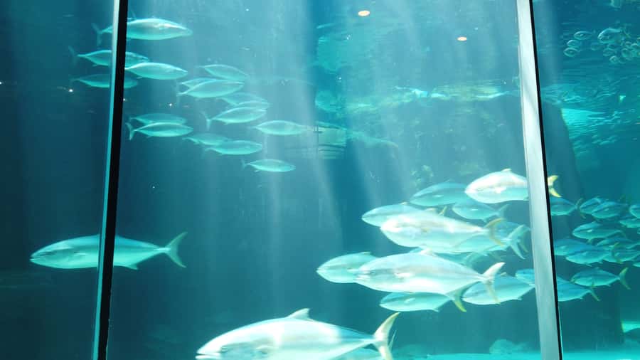 Cape Town: Table Mountain and Robben Island Tour - Is $111 good value?