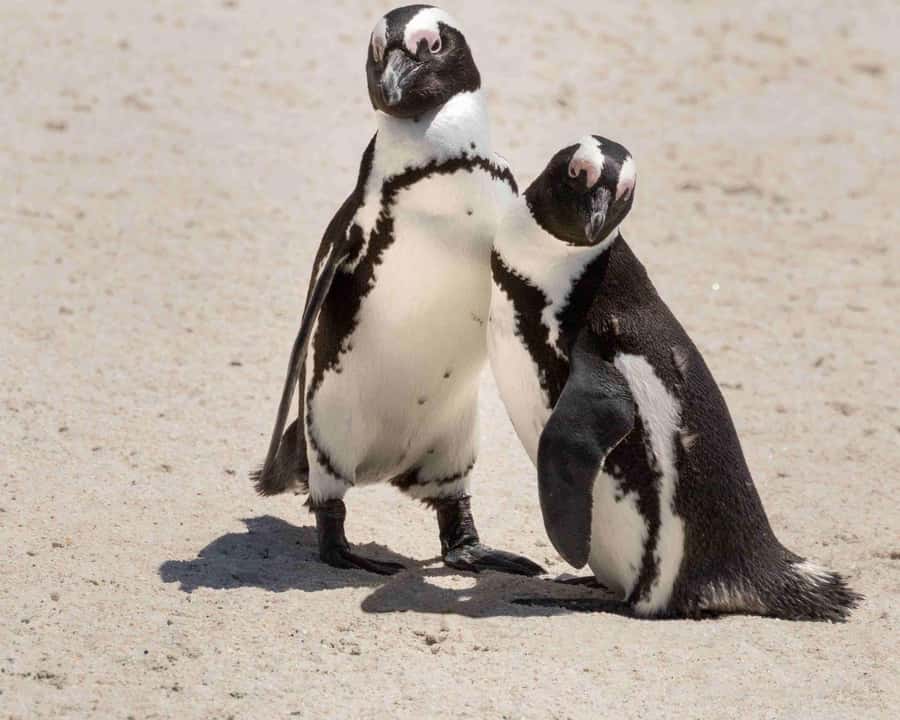 Cape Town: Table Mountain, Cape Point, and Penguins Tour - Cape Point and the historic lighthouse