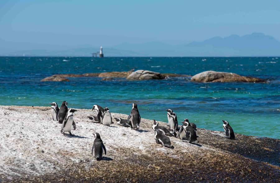 Cape Town: Table Mountain, Cape Point, and Penguins Tour - Boulders Beach and the African penguins