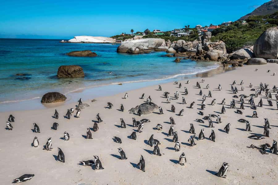 Cape Town: Table Mountain, Cape Point, and Penguins Tour - What the guides add to a fast itinerary