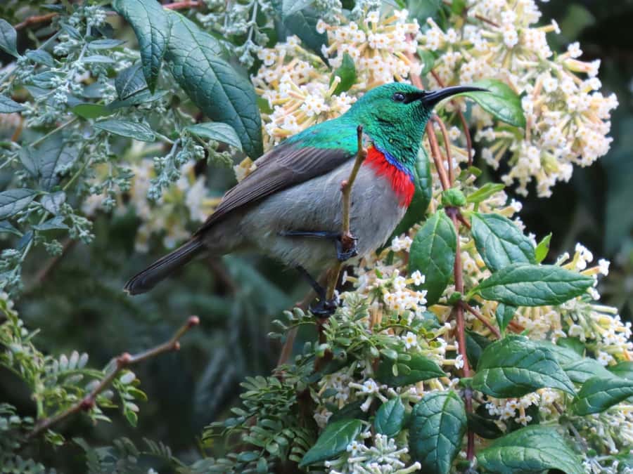Cape Town: Table Mountain, Kirstenbosch Botanic Garden Tour - The guide can shape the whole morning