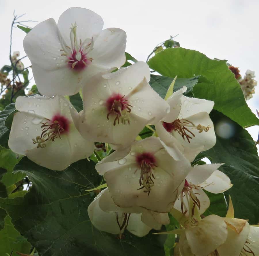 Cape Town: Table Mountain, Kirstenbosch Botanic Garden Tour - What the $80 price really includes