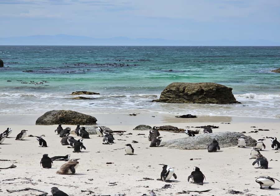 Cape Town Table Mountain Penguins & Cape Point All-inclusive - One long day across the Cape Peninsula