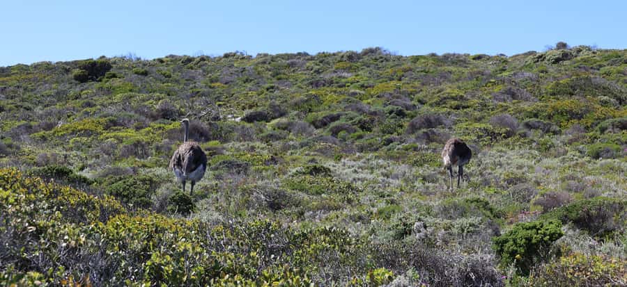 Cape Town: Table Mountain, Penguins & Cape Point Group Tour - Muizenberg closes the loop across False Bay