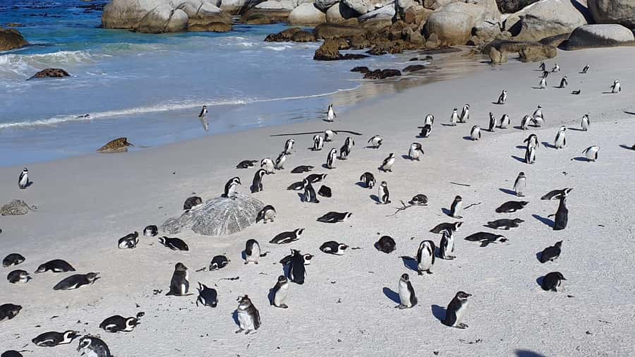 Cape Town: Table MT, Cape Point & Penguins Instagram Tour - Cape Point and the Cape of Good Hope